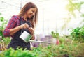 Young nursery owner watering potted plants Royalty Free Stock Photo