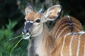 Young Nyala Antelope