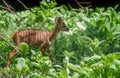 Young Nyala antelope Tragelaphus angasii Royalty Free Stock Photo