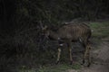 Young nyala male in the bush of the Tembe Elephant park