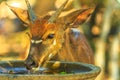 Young Nyala male drinks Royalty Free Stock Photo