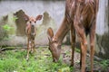 Young nyala and mother