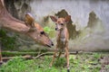 Young nyala and mother