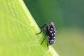 Young nymphs of lycorma delicatula, North China Royalty Free Stock Photo