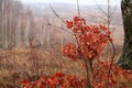 Young oak in autumn on the hill Royalty Free Stock Photo