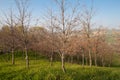 A young oak on the hill of Castelnuovo