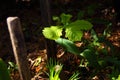 A young oak tree illuminated by the sun. Royalty Free Stock Photo