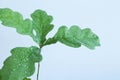 Young oak leaf with dew drops. Close-up.. Royalty Free Stock Photo