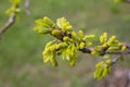 Young oak leaves and buds in early spring. Young foliage with catkins earrings on the green side. Royalty Free Stock Photo