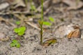 Young oak sprout Royalty Free Stock Photo