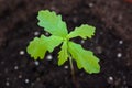 Young oak sprout Royalty Free Stock Photo