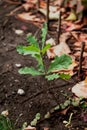 Young oak sprout with green leaves Royalty Free Stock Photo