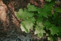 Young oak sprout with green leaves Royalty Free Stock Photo