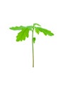 Young oak sprout Royalty Free Stock Photo