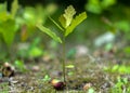 A young oak sprout sprouting from an acorn close-up on a blurred green background Royalty Free Stock Photo