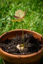 A young oak tree with the acorn visible in the soil Royalty Free Stock Photo