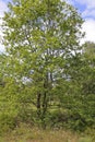 Young oak tree in German nature