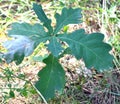 Leaves on a young oak tree Royalty Free Stock Photo