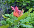 Leaves on a young oak tree Royalty Free Stock Photo