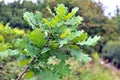 Leaves on a young oak tree Royalty Free Stock Photo