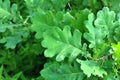 Leaves on a young oak tree Royalty Free Stock Photo