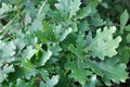Leaves on a young oak tree Royalty Free Stock Photo