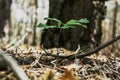 Young oak sprout with green leaves Royalty Free Stock Photo