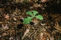 Young oak sprout with green leaves Royalty Free Stock Photo