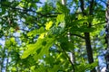 A young oak twig with bright green leaves is lit by the energizing spring sunlight. Royalty Free Stock Photo