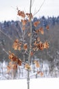 Young oak in winter with dry leaves Royalty Free Stock Photo