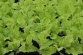 Young Oakleaf Lettuce Plants