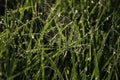 Young oats in the field. Juicy mowed green grass with dew drops in the soft morning light. Ulyanovsk region, Russia Royalty Free Stock Photo