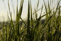 Young oats in the field. Juicy mowed green grass with dew drops in the soft morning light. Ulyanovsk region, Russia Royalty Free Stock Photo