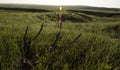 Young oats in the field. Juicy mowed green grass with dew drops in the soft morning light. Ulyanovsk region, Russia Royalty Free Stock Photo