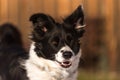 Obedient Border collie dog. Head Portrait