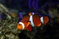 Ocellaris clownfish, full body view, healthy and active animal among soft corals in nano reef marine aquarium