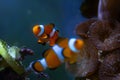 Young ocellaris clownfish, healthy and active animal in nano reef marine aquarium, popular pet on beautiful blur