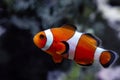 Ocellaris clownfish, healthy and active animal swim in strong current in nano reef marine aquarium, popular, hard to keep pet