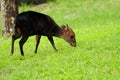 Young Okapi