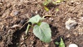 Young Okra plant in vegetablegarden.