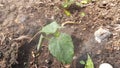 Young Okra plant in vegetablegarden.