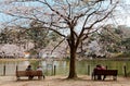 Young and old couples sit on benches under a Sakura tree & enjoy the beautiful lakeside scenery in Omiya Royalty Free Stock Photo