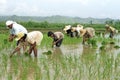 Young and old Filipinos working in a rice field