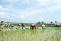 Young and old Filipinos working in a rice field Royalty Free Stock Photo