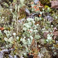 Young and old individuals of Cladonia cristatella or British Soldier lichen. Nature of Karelia, Russia Royalty Free Stock Photo