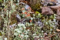 Young and old individuals of Cladonia cristatella or British Soldier lichen. Nature of Karelia, Russia Royalty Free Stock Photo