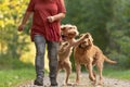 Young and old Magyar Vizsla. female dog handler is walking with her two funny and cheeky dog on the road in a forest