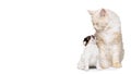 Big and small pets. Portrait of adorable cat and cute little puppy isolated on white background. Concept of animal life Royalty Free Stock Photo