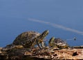 Young and Old Turtles