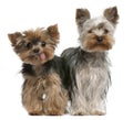 Young and old Yorkshire terriers Royalty Free Stock Photo
